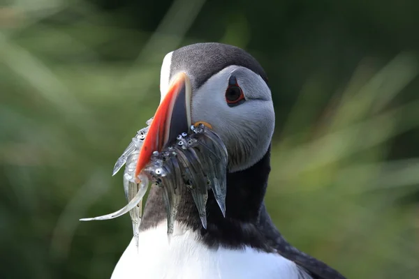 Puffin atlantský (Fratercula arctica) s rybami východně od Islandu — Stock fotografie