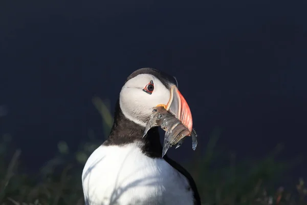 Atlantlunnefågel (Fratercula arctica) med fisk på östra Island — Stockfoto