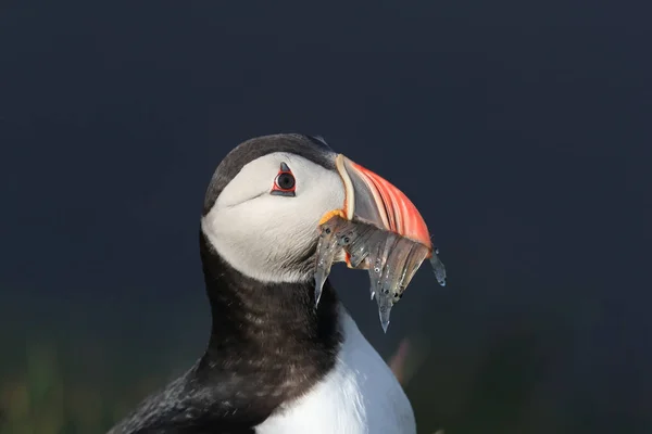 Atlantlunnefågel (Fratercula arctica) med fisk på östra Island — Stockfoto