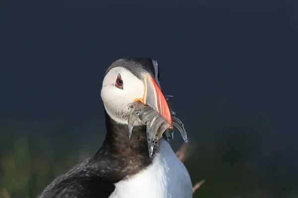 Atlantlunnefågel (Fratercula arctica) med fisk på östra Island — Stockfoto