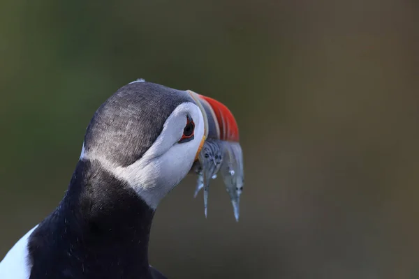 Atlantlunnefågel (Fratercula arctica) med fisk på östra Island — Stockfoto