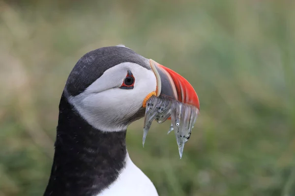 Atlantlunnefågel (Fratercula arctica) med fisk på östra Island — Stockfoto