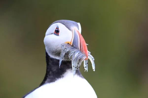 Puffin atlantský (Fratercula arctica) s rybami východně od Islandu — Stock fotografie