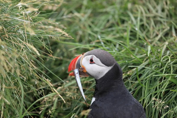 Puffin atlantico (Fratercula arctica) con pesce Islanda orientale — Foto Stock