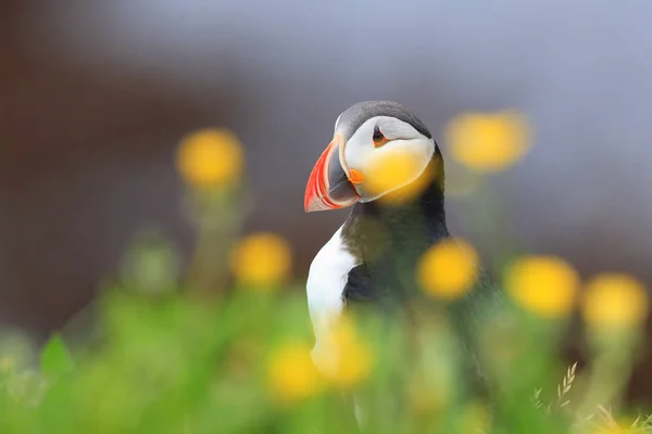 Atlantic puffin (Fratercula arctica), Iceland Stock Picture