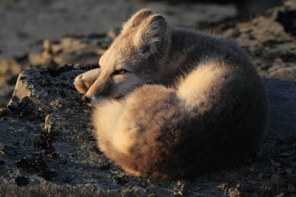 Arctic fox ,white fox , polar fox ,snow fox (Vulpes lagopus) you — 스톡 사진