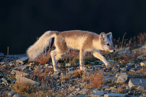 Liška arktická, liška bílá, liška polární, liška sněhová (Vulpes lagopus) — Stock fotografie