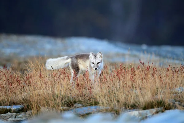 Poolvos, witte vos, poolvos, sneeuwvos (Vulpes lagopus) je — Stockfoto