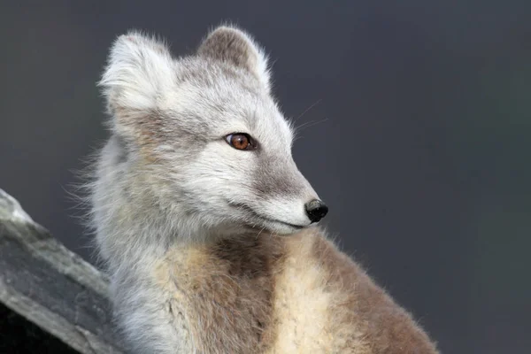 Poolvos, witte vos, poolvos, sneeuwvos (Vulpes lagopus) je — Stockfoto