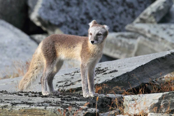 Zorro ártico, zorro blanco, zorro polar, zorro de nieve (Vulpes lagopus) usted — Foto de Stock