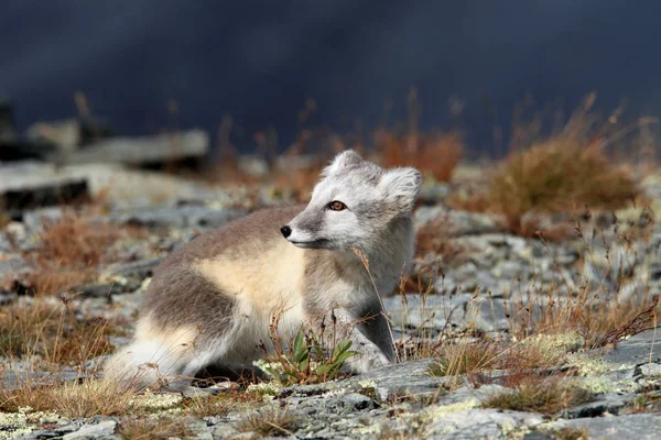 Raposa ártica, raposa branca, raposa polar, raposa da neve (Vulpes lagopus) você — Fotografia de Stock