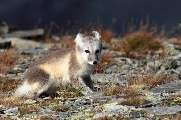 Poolvos, witte vos, poolvos, sneeuwvos (Vulpes lagopus) je — Stockfoto