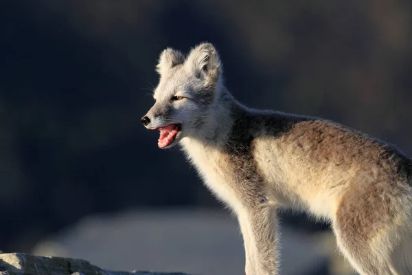 Zorro ártico, zorro blanco, zorro polar, zorro de nieve (Vulpes lagopus) usted — Foto de Stock