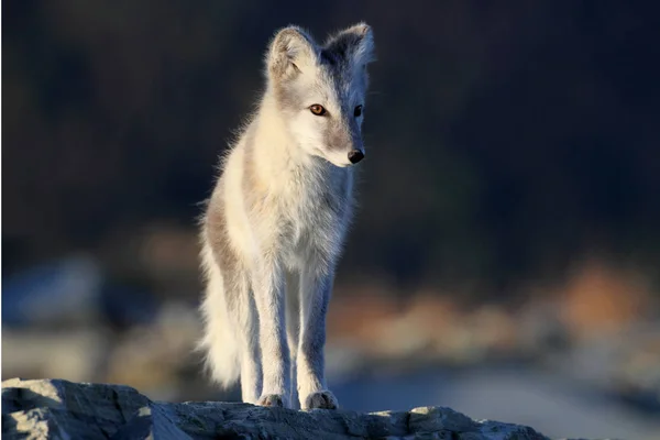 Arctic fox ,white fox , polar fox ,snow fox (Vulpes lagopus) you — 스톡 사진