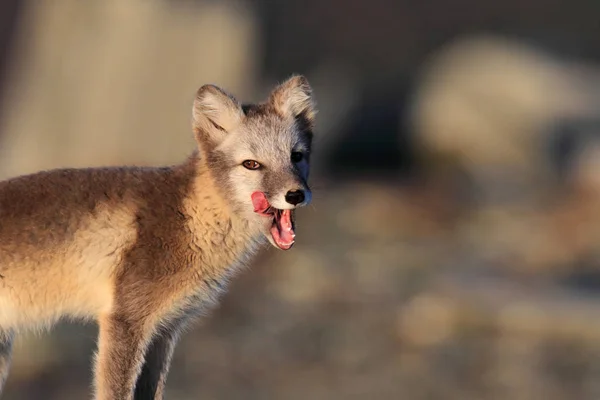 Zorro ártico, zorro blanco, zorro polar, zorro de nieve (Vulpes lagopus) usted — Foto de Stock