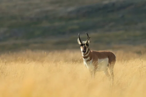 Pronghorn Spaziergänge im Gras, Wyoming, Yellowstone National Park, U — Stockfoto