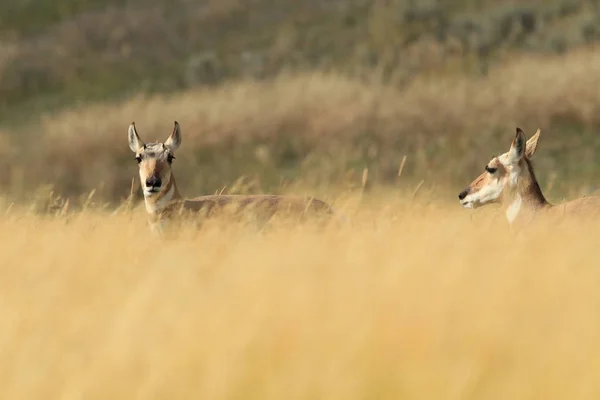 Pronghorn περπάτημα στο γρασίδι, Γουαϊόμινγκ, Yellowstone National Park, U — Φωτογραφία Αρχείου