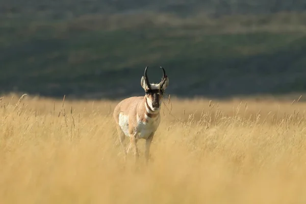 Pronghorn promenader i gräs, Wyoming, Yellowstone National Park, U — Stockfoto