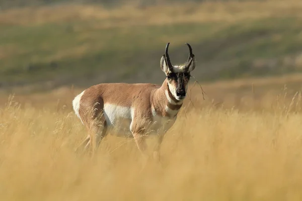 Pronghorn che cammina nell'erba, Wyoming, Parco Nazionale di Yellowstone, U — Foto Stock