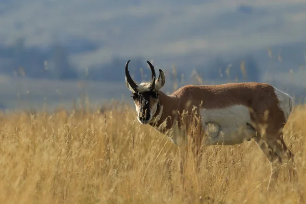 Pronghorn Spaziergänge im Gras, Wyoming, Yellowstone National Park, U — Stockfoto