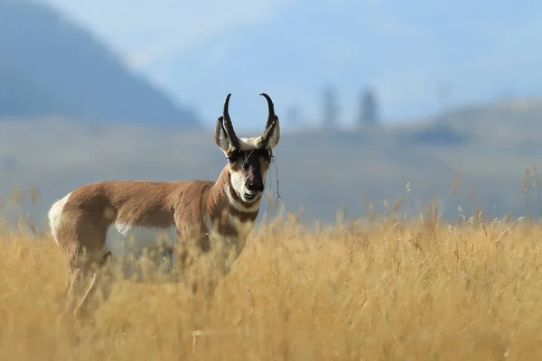 Pronghorn promenader i gräs, Wyoming, Yellowstone National Park, U — Stockfoto