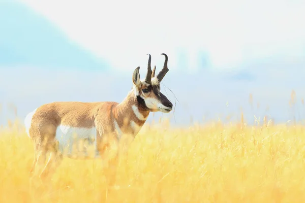 Pronghorn walking in grass, Wyoming, Yellowstone National Park, U — Stock fotografie