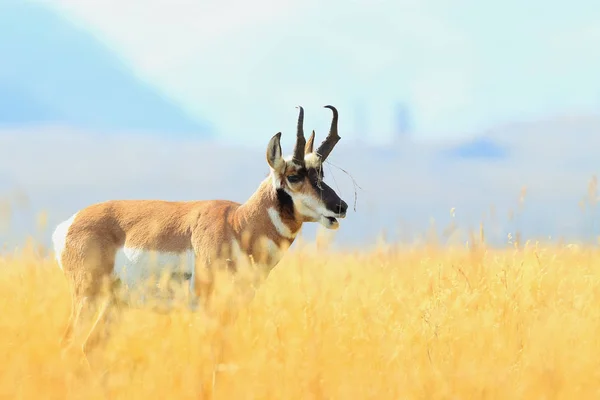 Pronghorn walking in grass, Wyoming, Yellowstone National Park, U — Stock fotografie