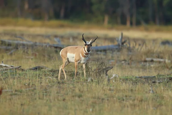 Pronghorn Spaziergänge im Gras, Wyoming, Yellowstone National Park, U — Stockfoto