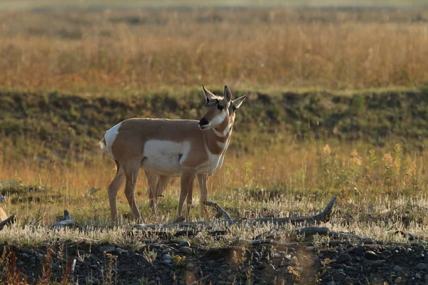 Pronghorn marchant dans l'herbe, Wyoming, Yellowstone National Park, U — Photo