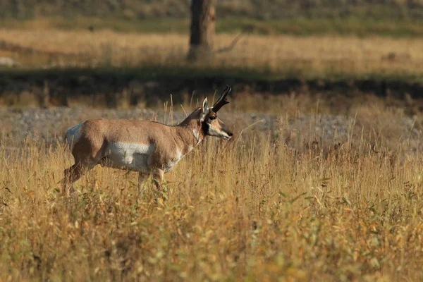 Pronghorn caminar en la hierba, Wyoming, Parque Nacional de Yellowstone, U —  Fotos de Stock