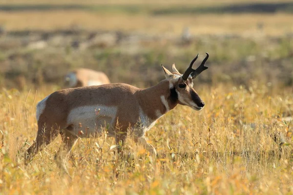 Pronghorn marchant dans l'herbe, Wyoming, Yellowstone National Park, U — Photo