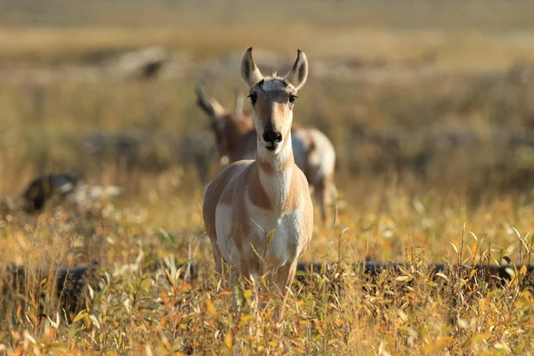 Pronghorn che cammina nell'erba, Wyoming, Parco Nazionale di Yellowstone, U — Foto Stock