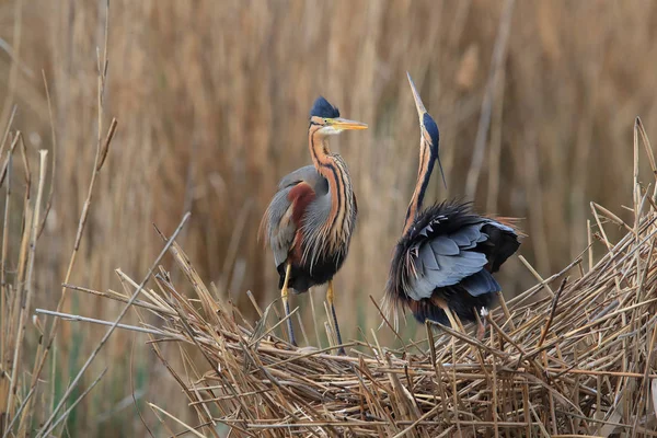 Пурпурний Герон (Ardea purpurea), Німеччина. — стокове фото