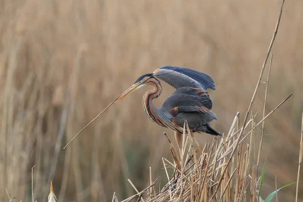 ドイツのパープルヘロン(Ardea purpurpurea) — ストック写真