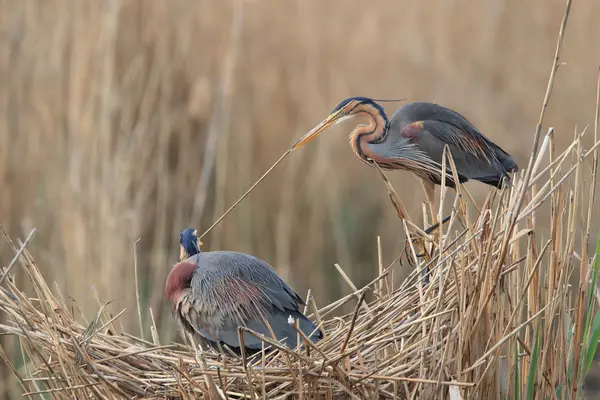 Purple Heron (Ardea purpurea), Saksa — kuvapankkivalokuva