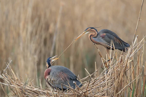 ドイツのパープルヘロン(Ardea purpurpurea) — ストック写真