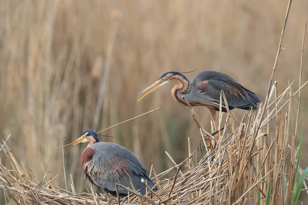 ドイツのパープルヘロン(Ardea purpurpurea) — ストック写真