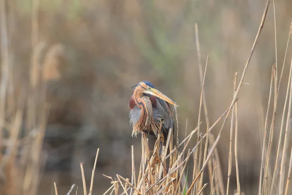 Purple Heron (Ardea purpurea), Duitsland — Stockfoto