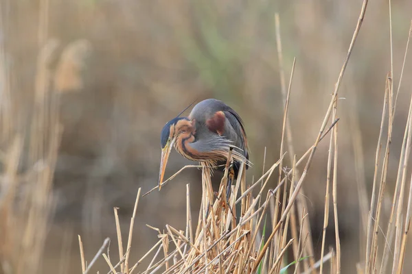 Purple Heron (Ardea purpurea), Duitsland — Stockfoto