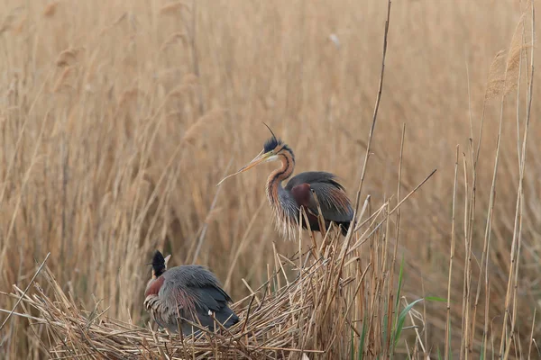 Пурпурний Герон (Ardea purpurea), Німеччина. — стокове фото