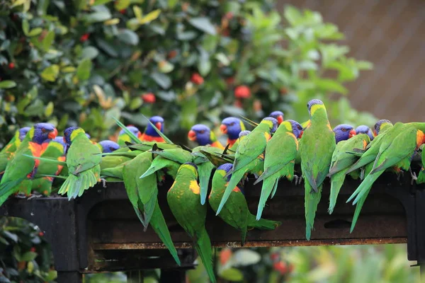 Rainbow Lorikeet, Queensland, Austrália — Fotografia de Stock