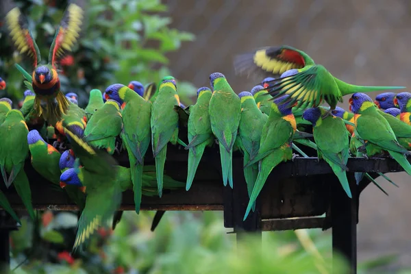 Gökkuşağı Lorikeet, Queensland, Avustralya — Stok fotoğraf