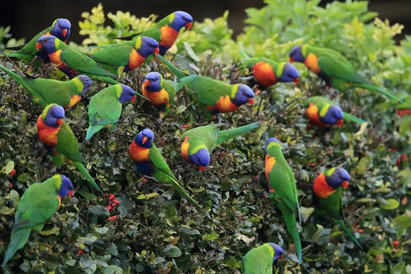 Rainbow Lorikeet, Queensland, Austrália — Fotografia de Stock