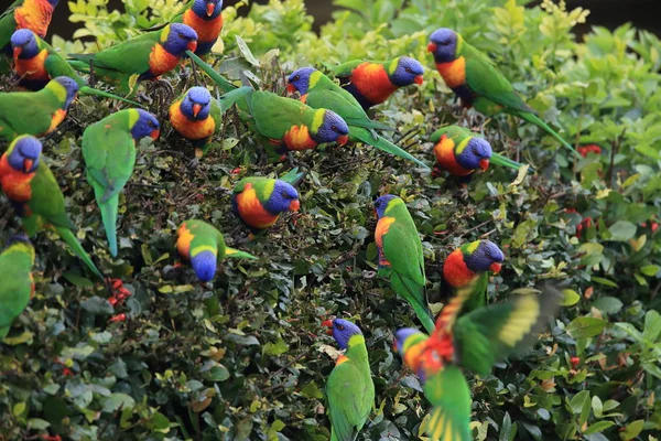 Rainbow Lorikeet, Queensland, Austrália — Fotografia de Stock