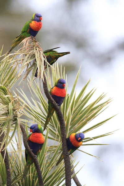 Regenbogenlorikeet, queensland, australia — Stockfoto