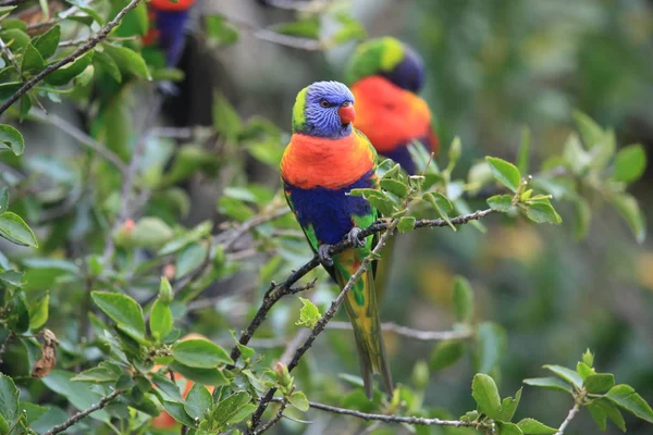 Rainbow Lorikeet, Queensland, Austrália — Fotografia de Stock