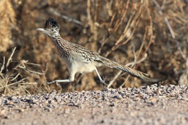 Roadrunner Bosque del Apache wildlife refuge in New Mexico,USA clipart