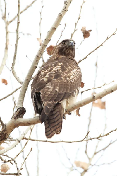 Kızıl Kuyruklu Şahin Bosque del Apaçi Ulusal Vahşi Yaşam Sığınağı — Stok fotoğraf