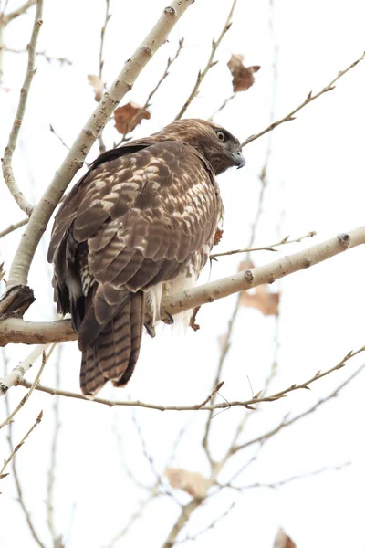 Red-tailed Hawk  Bosque del Apache National Wildlife Refuge New