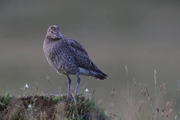 Regenbrachvogel (numenius phaeopus) Island — Stockfoto